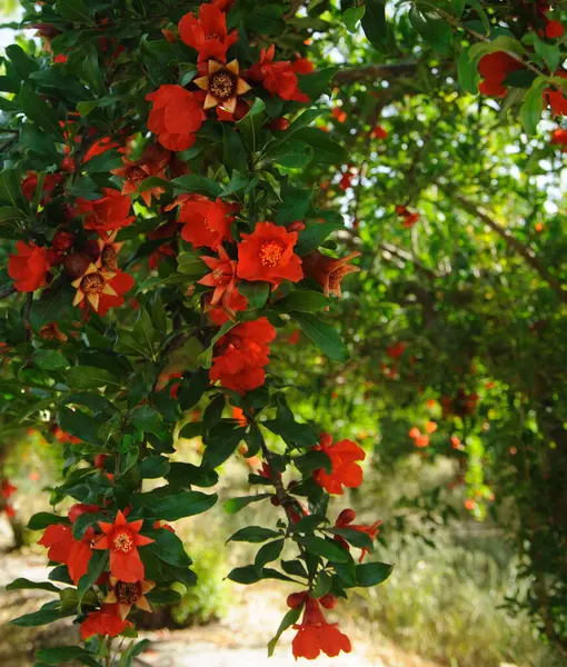 Pomegranate Flowers Ripening Pomegranate Tree — Stok fotoğraf