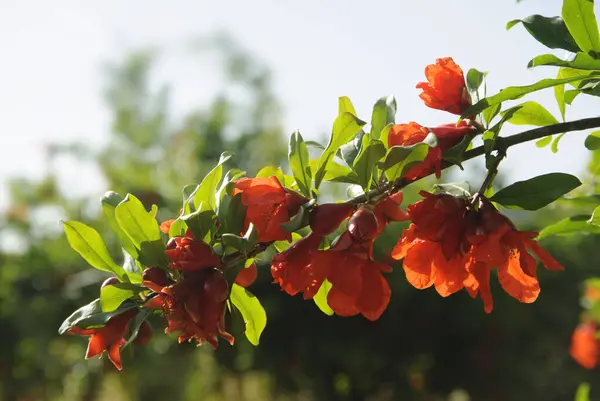 Granatapfelblüten Mit Knospen Einem Zweig — Stockfoto