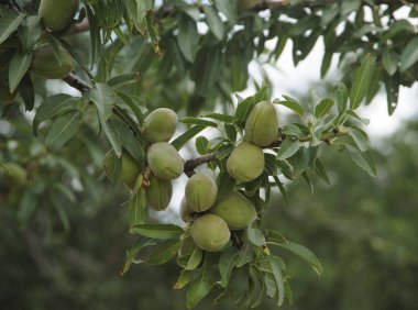 Bahçedeki ağaçlarda olgunlaşan yeşil badem fındıkları