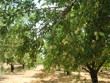 Bahçedeki ağaçlarda olgunlaşan yeşil badem fındıkları