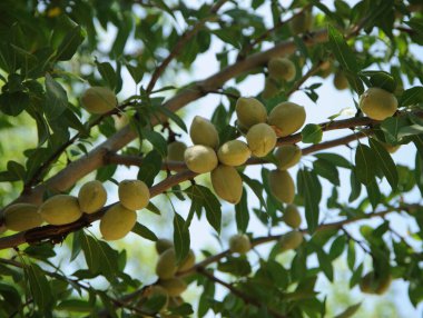 Bahçedeki ağaçlarda olgunlaşan yeşil badem fındıkları