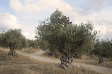 Latrun manastırı yakınlarındaki eski zeytin ağaçlarını yakından çek. İsrail.