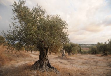 Gün batımında Latrun manastırı yakınlarında eski zeytin ağaçları