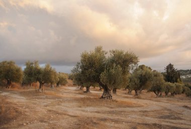 Gün batımında Latrun manastırı yakınlarında eski zeytin ağaçları