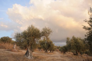 Gün batımında Latrun manastırı yakınlarında eski zeytin ağaçları