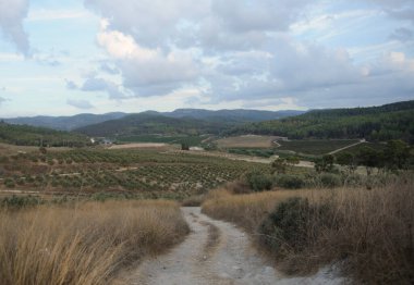 Latrun Manastırı yakınlarındaki tarım vadisinin panoramik manzarası. İsrail.