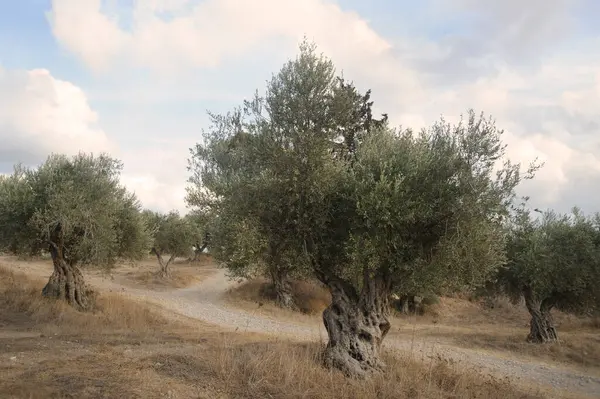 Latrun manastırı yakınlarındaki eski zeytin ağaçlarını yakından çek. İsrail.