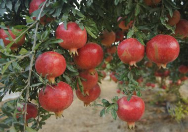 Ağaç dalında olgun nar meyvesi.