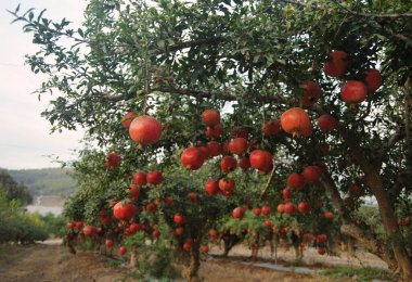 Bahçedeki ağaçlarda olgun nar meyveleri