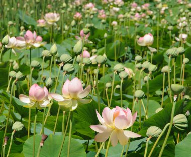 Botanik bahçesinde pembe nilüferler.