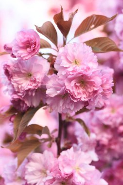 Bahçedeki güzel pembe sakura çiçekleri.