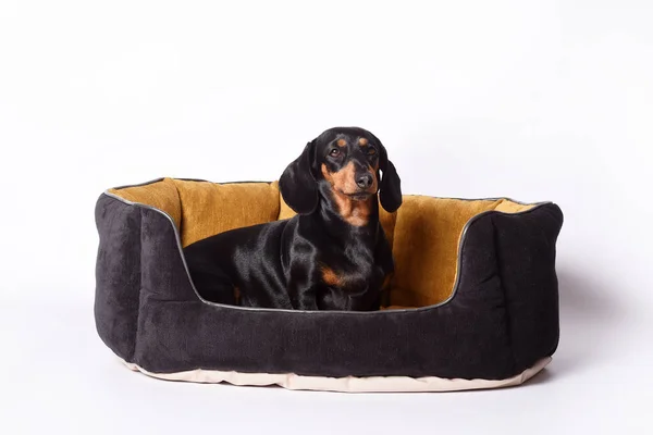 Hund Auf Dem Sofa Studio Liegend — Stockfoto