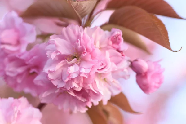 Όμορφα Ροζ Λουλούδια Σακούρα Στον Κήπο Φωτογραφία Αρχείου