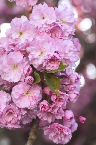 정원에 아름다운 분홍빛 사쿠라 로열티 프리 스톡 사진