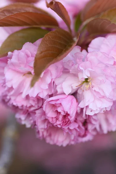 Mooie Roze Sakura Bloemen Tuin Stockfoto