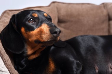 Stüdyoda kanepede yatan bir köpek.