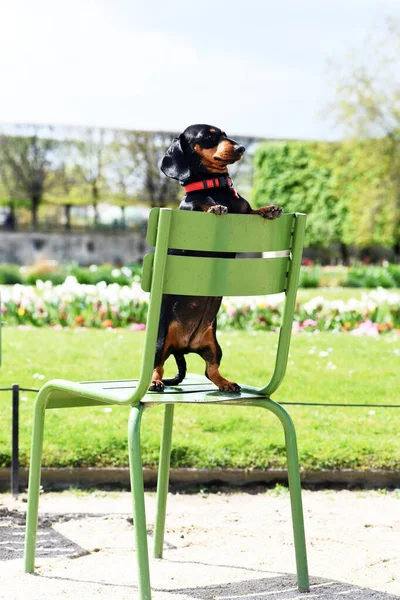Hund Den Gröna Stolen Parken — Stockfoto