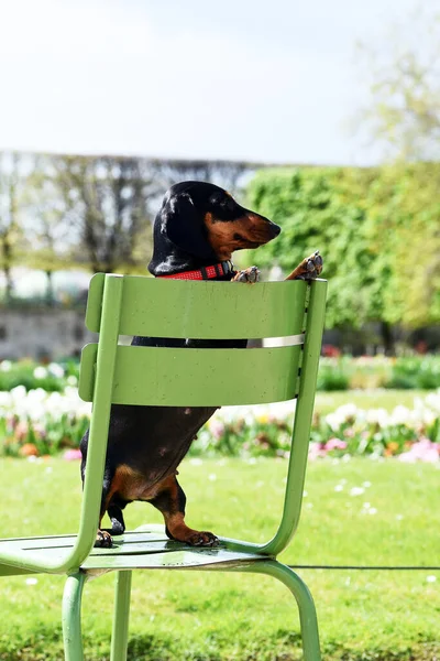 Σκύλος Στην Πράσινη Καρέκλα Στο Πάρκο — Φωτογραφία Αρχείου