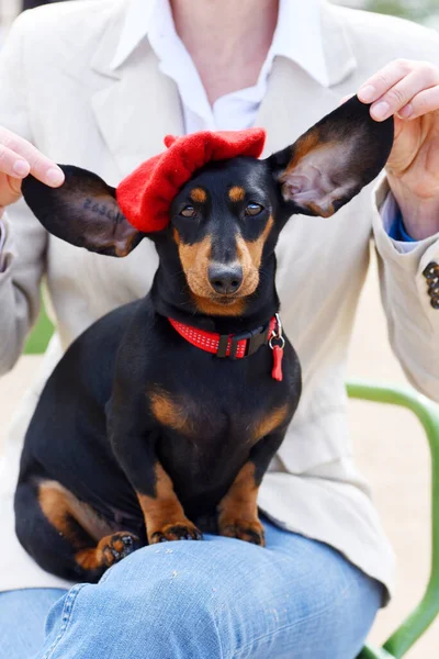 Hund Mit Rotem Halsband — Stockfoto
