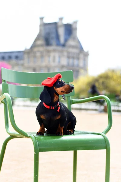 Собака Зеленому Стільці Парку Стокове Фото