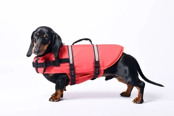 Söt Hund Röd Kostym Vit Bakgrund — Stockfoto