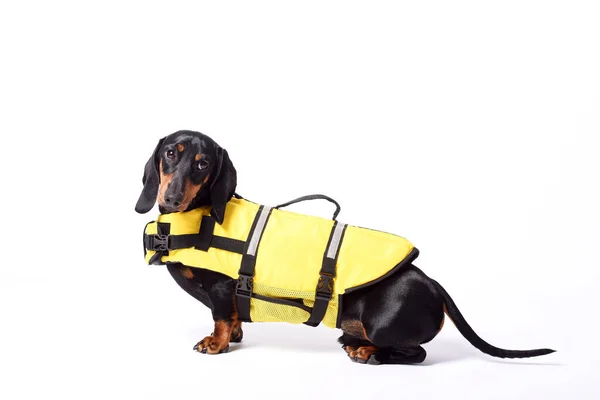Niedlicher Hund Gelben Anzug Auf Weißem Hintergrund — Stockfoto
