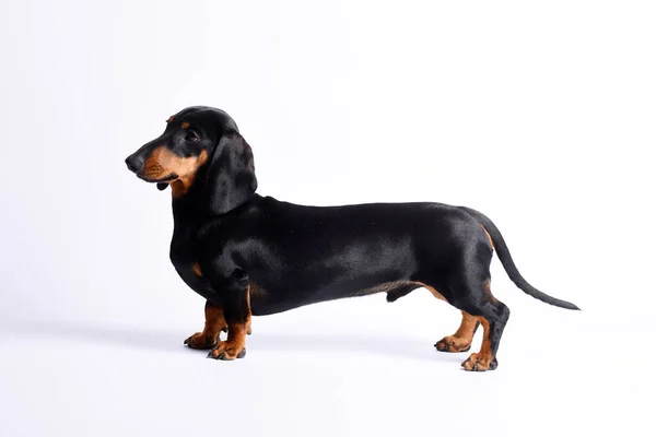 Dog Dachshund White Background — Stock Photo, Image