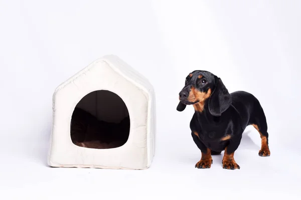 Studioaufnahme Eines Entzückenden Dackels Mit Haustierhaus Auf Weißem Hintergrund — Stockfoto