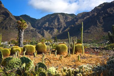 Tenerife adasının dağlarında kaktüs