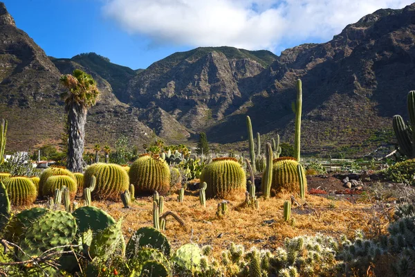 Kaktus Den Bergen Der Insel Teneriffa — Stockfoto