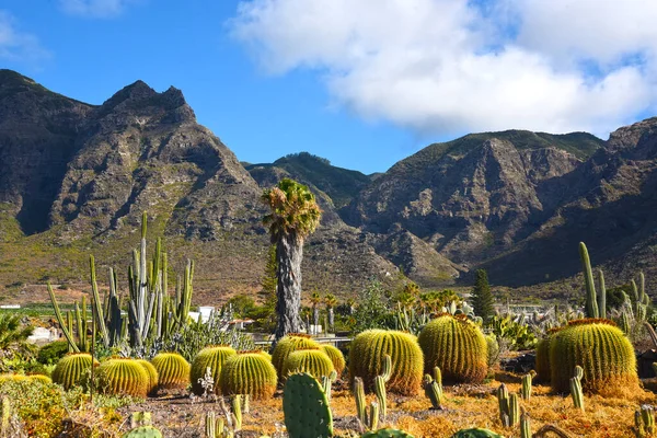 Kaktus Und Kaktus Auf Dem Berg Von Teneriffa Kanarische Inseln — Stockfoto