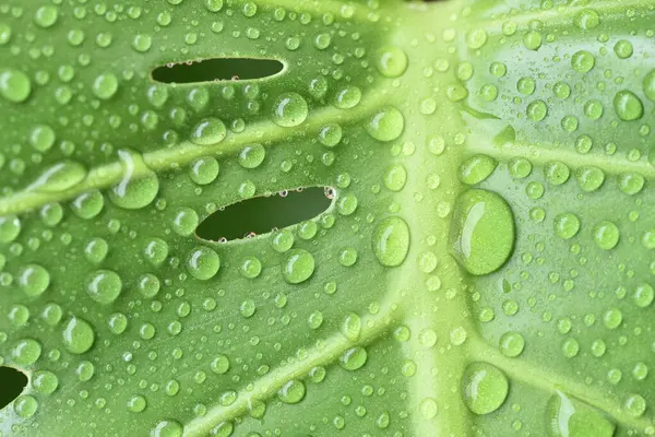 Vatten Droppe Gröna Löv Stockbild