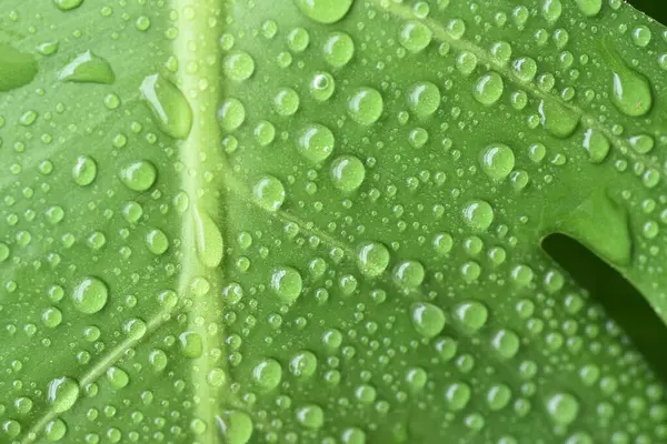 Wassertau Auf Grünem Blatt Naturhintergrund lizenzfreie Stockfotos