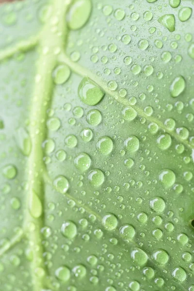 Water Drop Green Leaf Stock Image