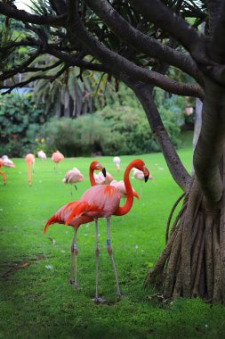 Bahçede pembe flamingo