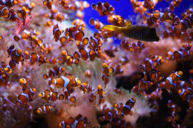 Kırmızı akvaryumdaki renkli mercanlar