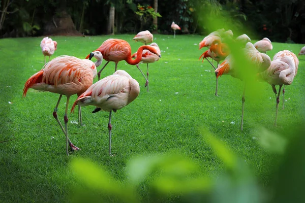 Flamingos Grădina Zoologică Thailanda Fotografie de stoc