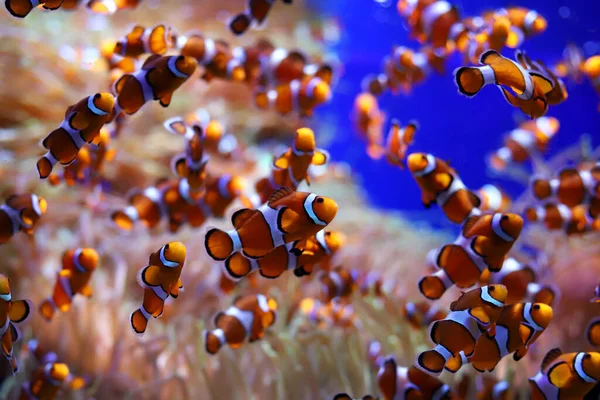 Korallenriff Meereslebewesen lizenzfreie Stockbilder