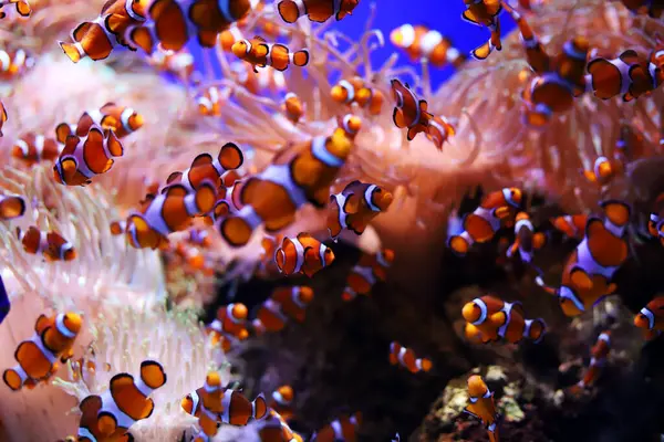 Rote Seeanemone Anemonennessel Unterwasserszene lizenzfreie Stockfotos