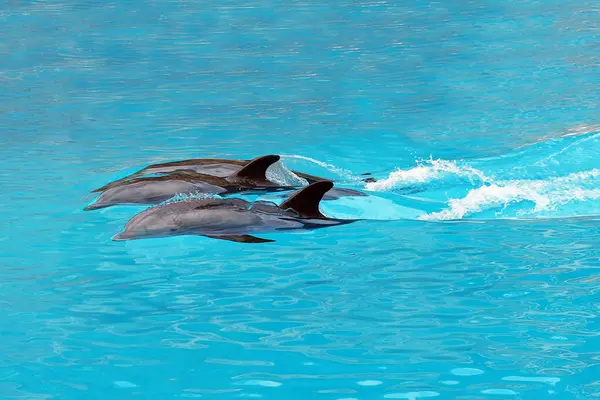 Delfíni Plavou Bazénu Stock Obrázky