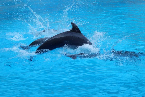 Delfin Ugrás Vízbe Jogdíjmentes Stock Fotók