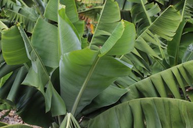Muz ağacı, tropikal bitki, yakın görüş