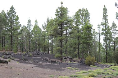 Teide Ulusal Parkı, Tenerife, Kanarya Adaları, İspanya 'daki Teide Dağı volkanı