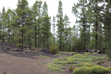 Teide Ulusal Parkı, Tenerife, Kanarya Adaları, İspanya 'daki Teide Dağı volkanı