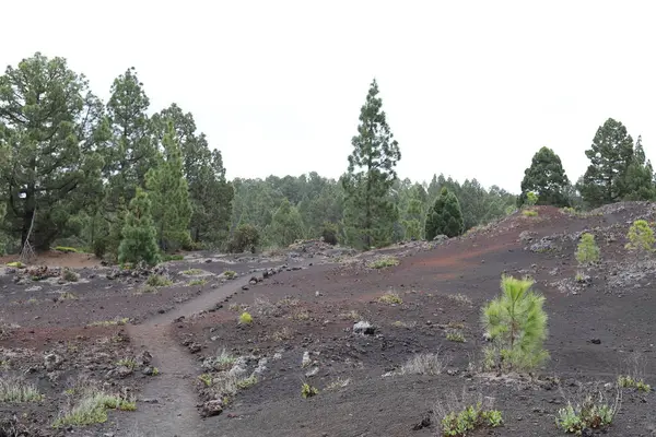 Vulcano Teide Nel Parco Nazionale Del Teide Tenerife Isole Canarie Immagini Stock Royalty Free