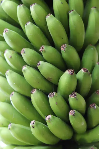 Зеленые Бананы Растут Саду Закрыть Вид Стоковое Фото
