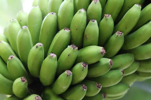Banane Verdi Che Crescono Giardino Vista Vicino Foto Stock Royalty Free