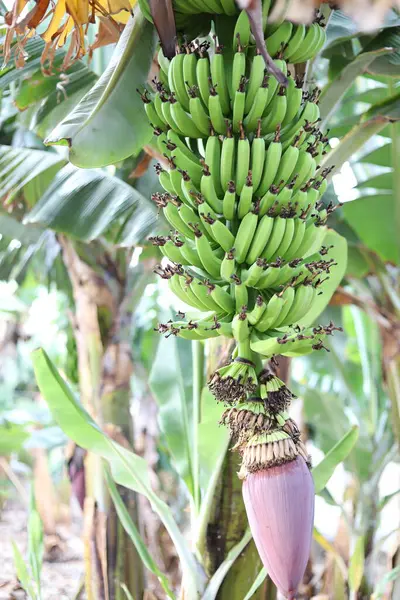 Bananes Vertes Poussant Dans Jardin Vue Rapprochée Photo De Stock