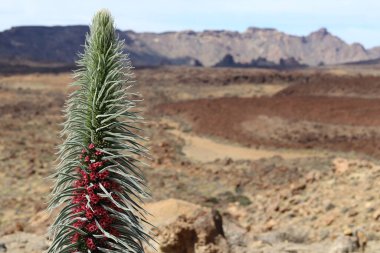 Kırmızı çiçeğe yaklaş Tajinaste. Pico del Teide yanardağının manzarası