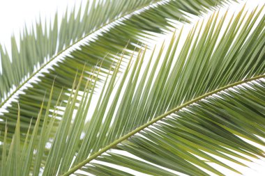 Hurma ağaçlarının yaprakları beyaza bürünmüştür.